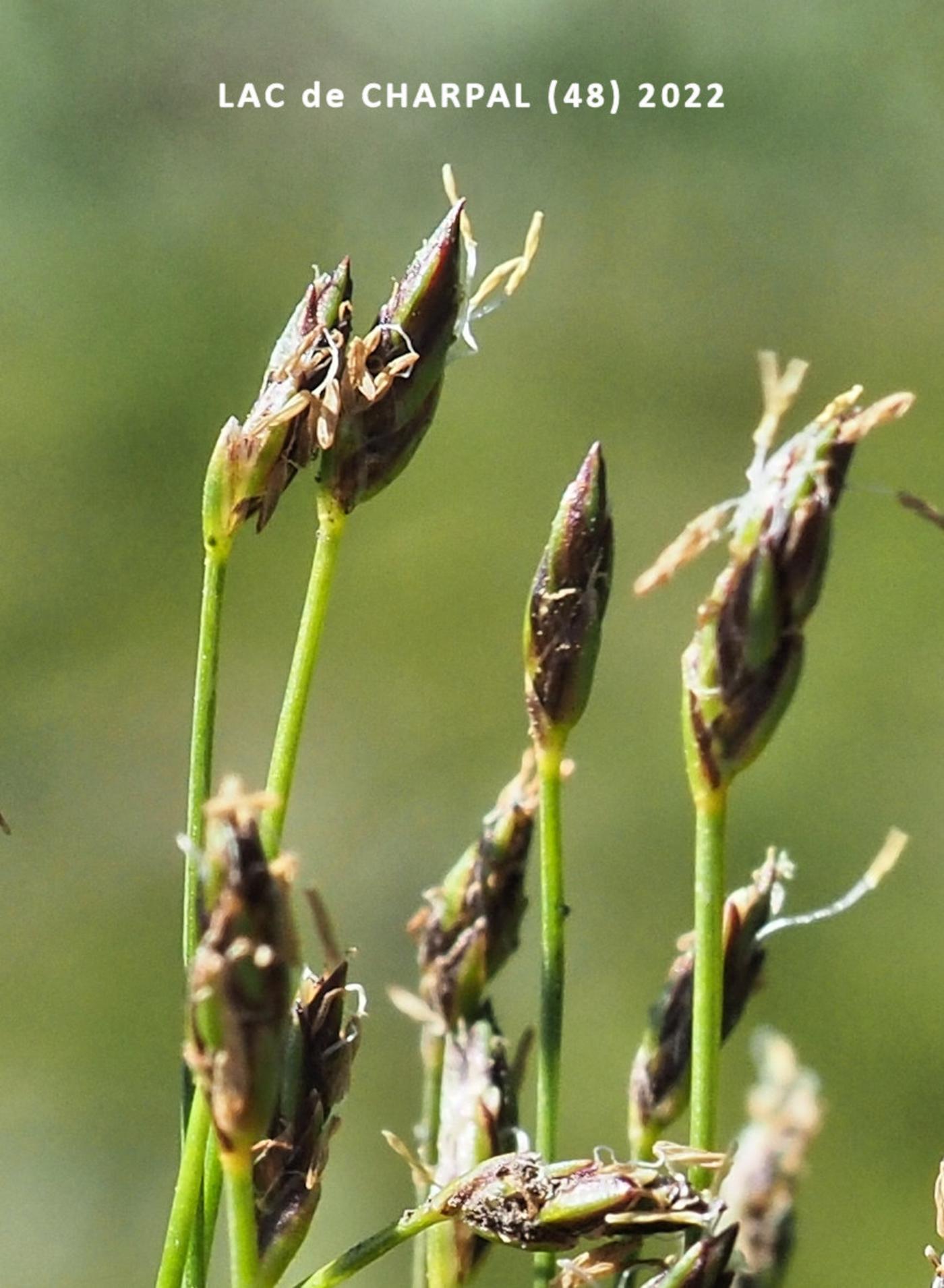 Club-rush, Slender flower